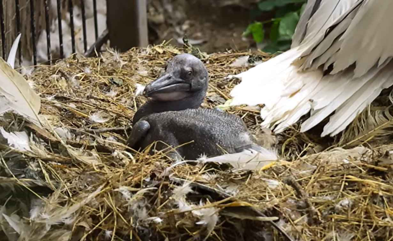 Először kelt ki rózsás pelikán a Nyíregyházi Állatparkban
