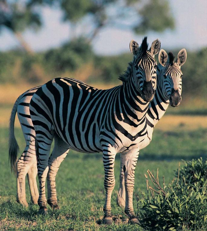 Kétszáz új zebra lesz a fővárosban