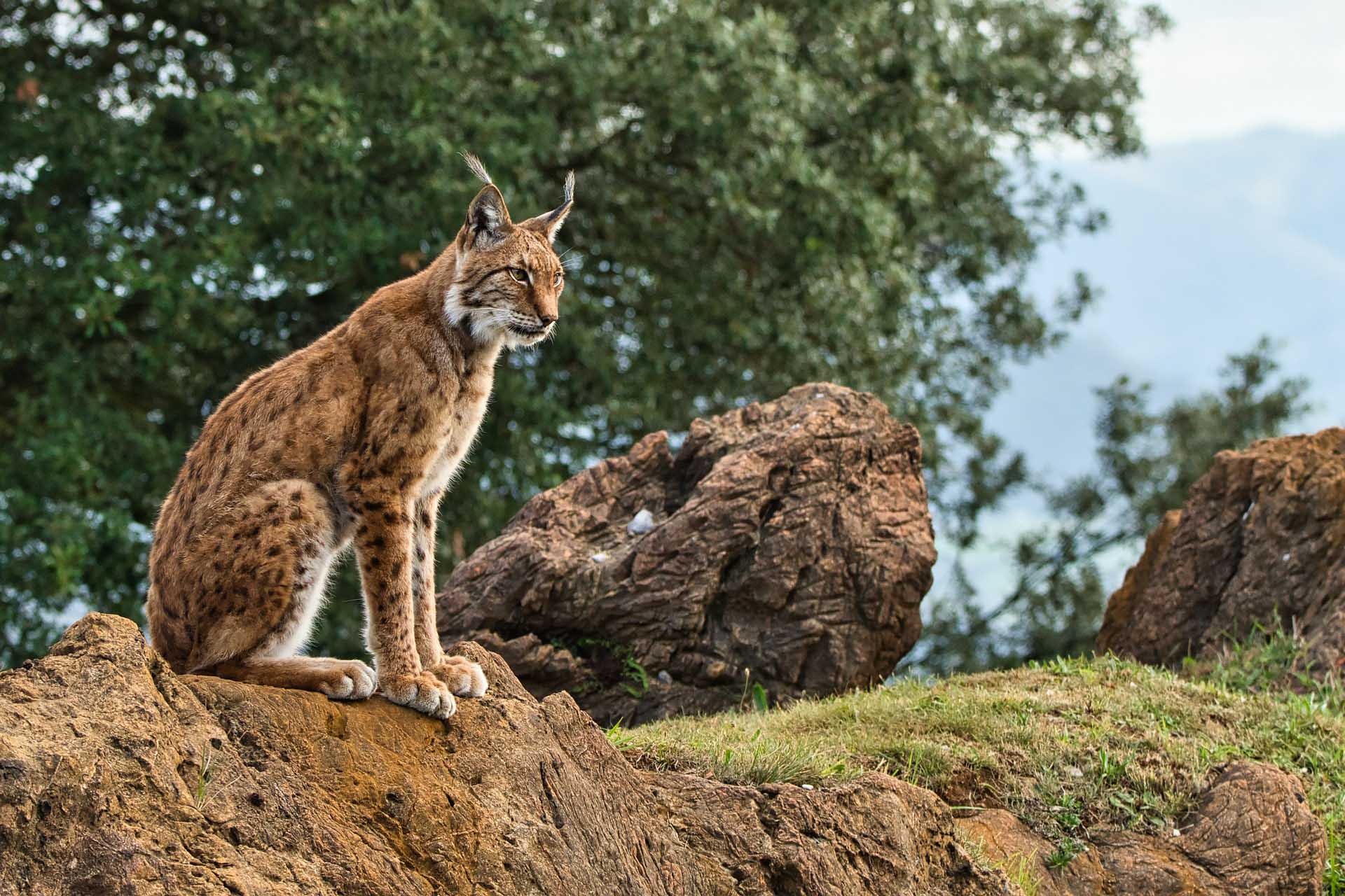 Big Cat Lynx
